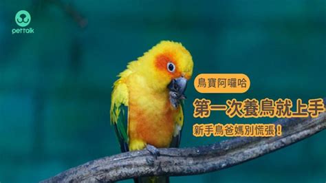 養什麼鳥好|第一次養鳥就上手 新手鳥爸媽別慌張！